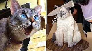 Funny Cats 😹 and Dogs - Best Of The 2022 - Funniest Pet Videos 😂 by Cutie Pets 4,055 views 1 year ago 11 minutes, 37 seconds