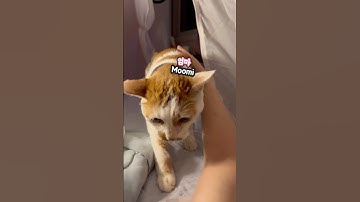 21세 노묘 메소_ 사랑 받는 건 금방 끝난다요_ No fortune, no hug