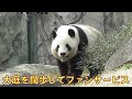 3/27シャオシャオ大庭デビューをやっと見れましたgiantpanda @tokyo 上野動物園