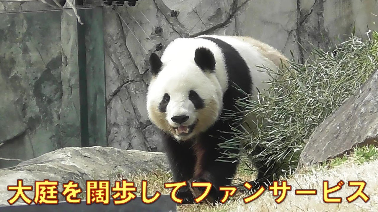 3/27シャオシャオ大庭デビューをやっと見れましたgiantpanda @tokyo