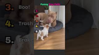 Funny Dogs Fails 🐈 #shorts