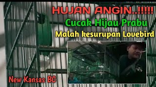 Cucak hijau prabu kesurupan Love bird saat hujan angin.31/3/2022