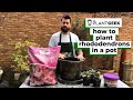 How to plant rhododendrons  mr plant geek