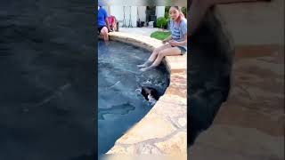 Impossível assistir sem rir: edição canina 😂🐶 #shortsbrasil #petsfofos  #viral #cachorrosdivertidos