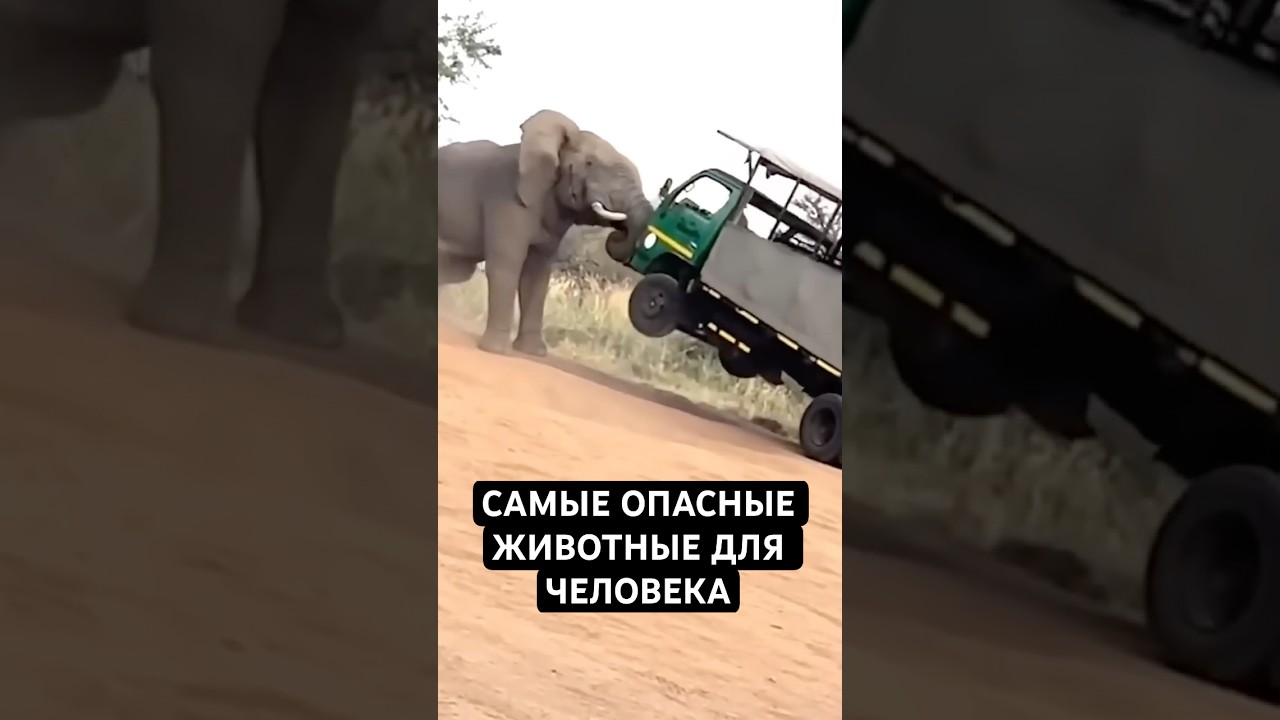 Топ 10 Самых Опасных Животных Для Человека