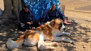 Gaplan aka Tiger — The Law of Survival for the Aboriginal Wolfhound.