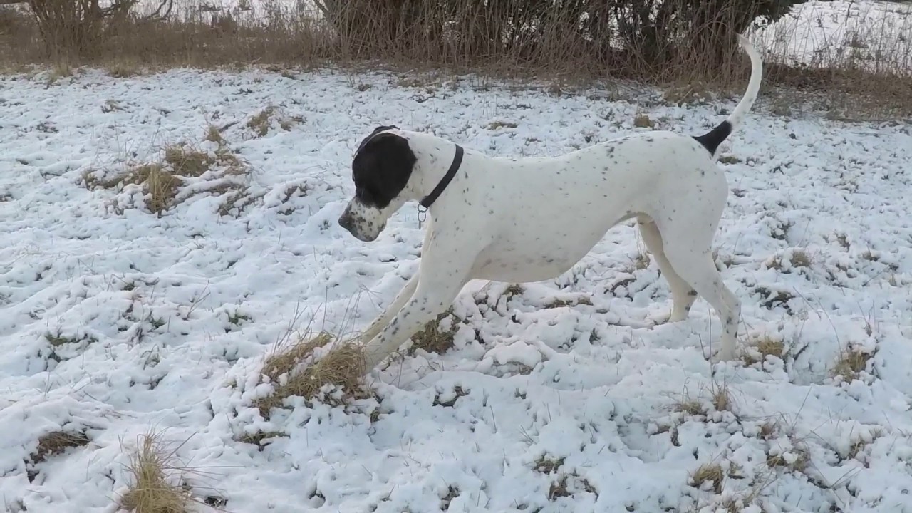 English pointers in the snow YouTube