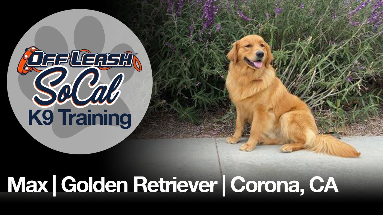 Golden Retriever Training | Max | Corona, CA