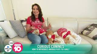 Preparing for a new puppy PLUS Christmas Pet Safety Tips by Lara Shannon 81 views 1 year ago 7 minutes, 15 seconds