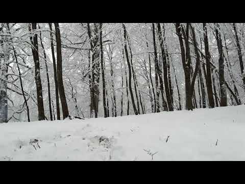 საბადურის ტყე 2020 \u0026 Sabaduris tye ❤