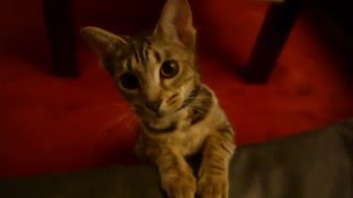 Ocicat doesn't like the new harness. by Bascule666 414 views 8 years ago 2 minutes, 18 seconds