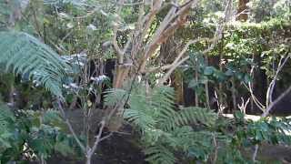 Brugmansia or Datura Plant Care