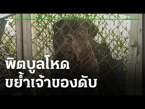 "วิชาญ" พิตบูลโหด ขย้ำเจ้าของดับ | 10-09-65 | ไทยรัฐนิวส์โชว์