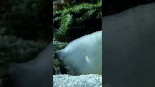This Tiny Snail Just Swallowed an Entire Eel