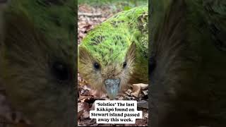&#39;Solstice&#39; The last Kakapo found on Stewart island passed away this week.