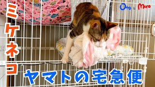 【元保護猫】マスキングテープの少し手にくっつく弱粘着ぐあいがたまらなく楽しい姉妹猫は順番待ちで遊ぶミケネコヤマトの宅急便自分の背丈より長いタオルをヒッシに運ぶ生後1歳前半kitten.cat.