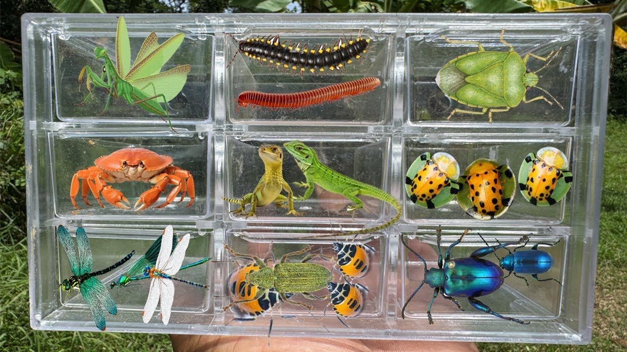 Catching insects in the Orange orchard, I got Mantis, Beetle, Millipede, lizard, Crab, dragonfly,