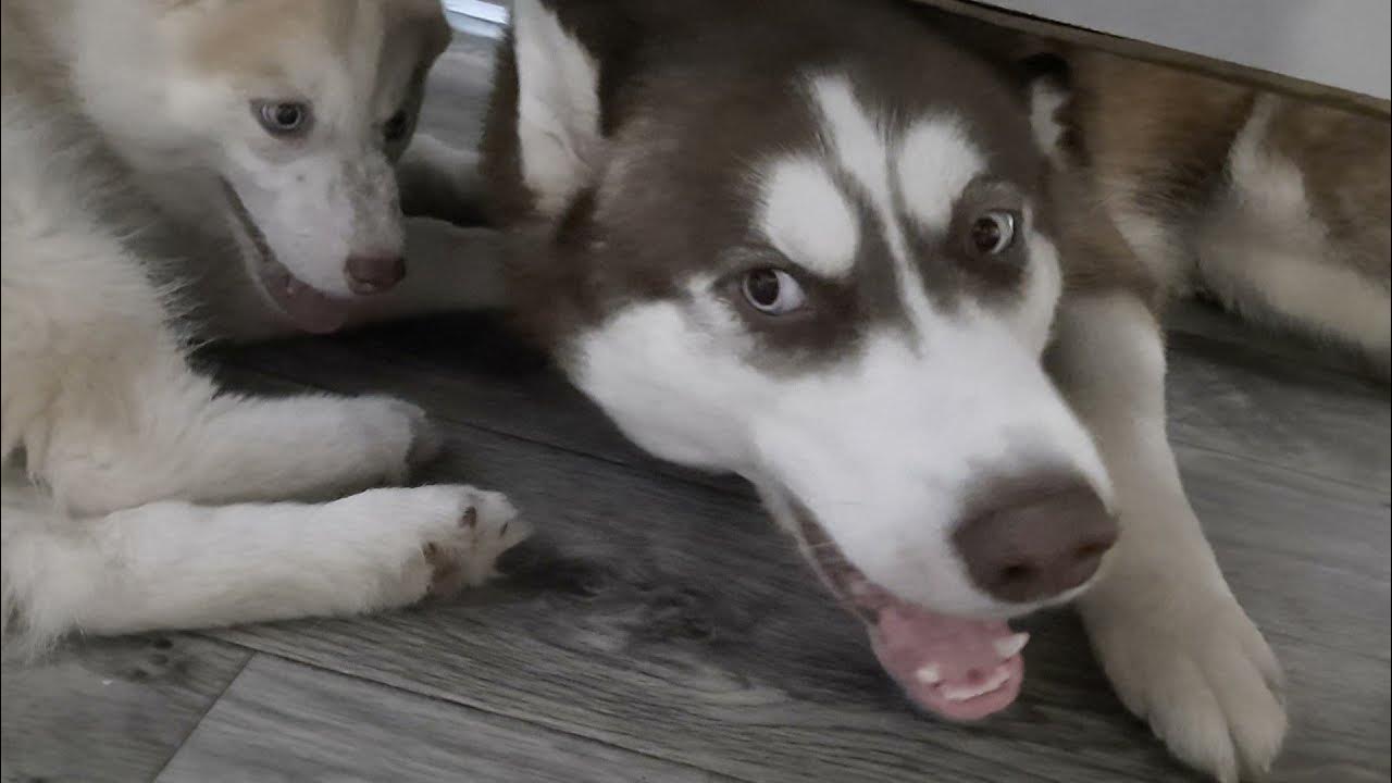 Хаски обиделся. Лавка собака. Хаски жалуется. Сибирские хаски голубоглазые. Хаски поет а не воет.