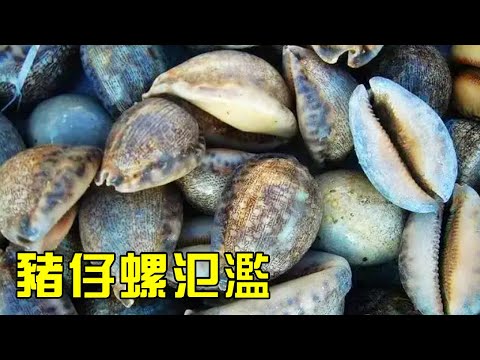 【合集】小漁一家半夜趕海，撿到好多豬仔螺，還有一大窩螃蟹！【漁小仙】