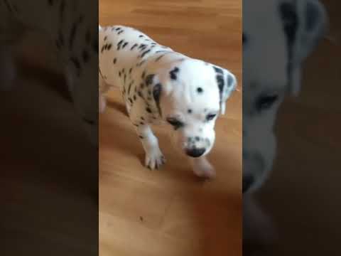 ダルメシアンの子犬