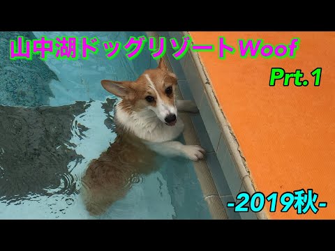 山中湖ドッグリゾートwoof Corgi Dog Resort In Lake Yamanaka コーギー兄妹 Youtube