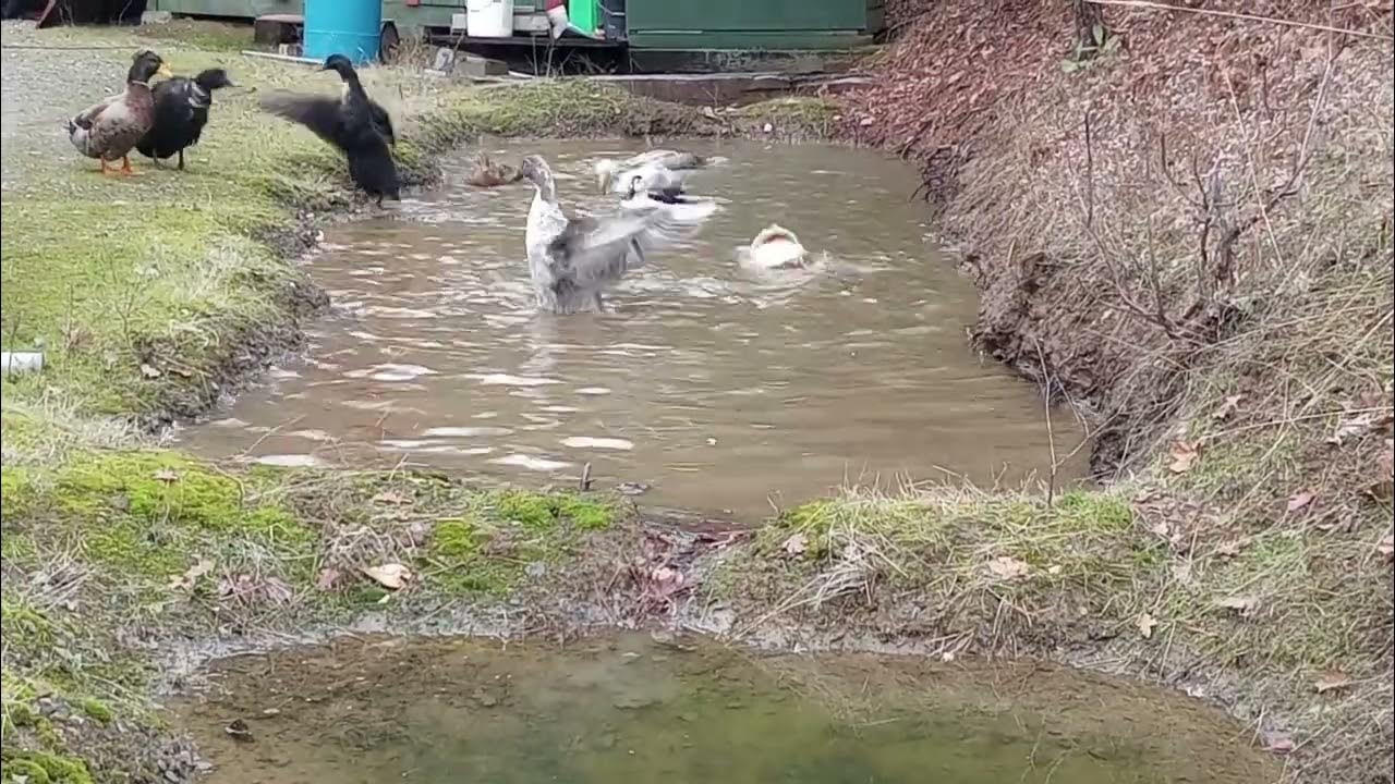 Duck Zoomies! YouTube