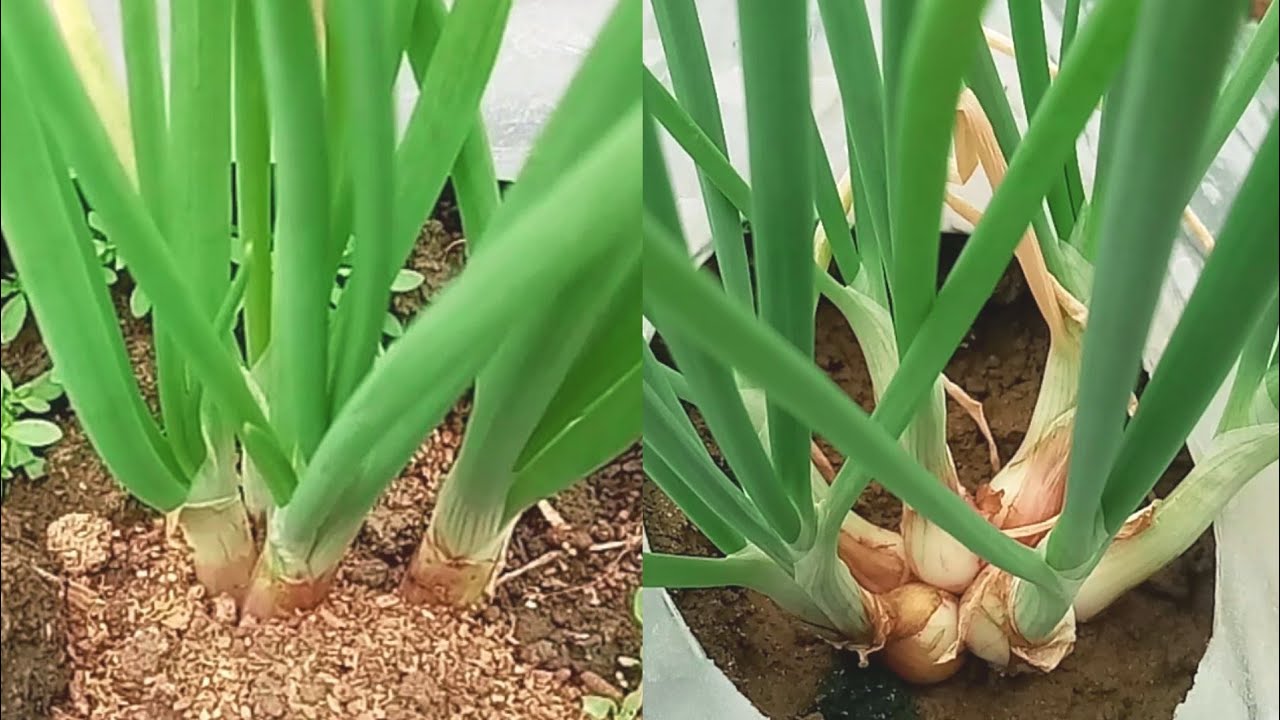 Cara Pemupukan Bawang Merah Musim Hujan Sistem Tabur 