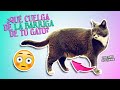 BOLSA PRIMORDIAL en gatos 🙀😳 | ¿Qué es eso que le cuelga de la barriga a tu gato?