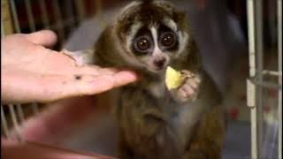 Slow Loris eating Banana
