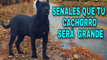 ¿Se puede saber el tamaño de un cachorro por sus patas?