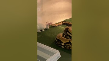 16ft retic 🐍 live feeding ⚠️🐇😱‼️#reptiles #feeding #snake #fyp #bestfriends #shorts #python #fypシ