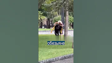По Харькову гуляет сбежавшая шимпанзе и просит теплую куртку