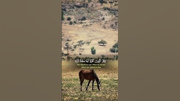 تلاوة خاشعة للشيخ ياسر الدوسري #قرآن #قران_كريم #المصحف #راحة_نفسية #quran