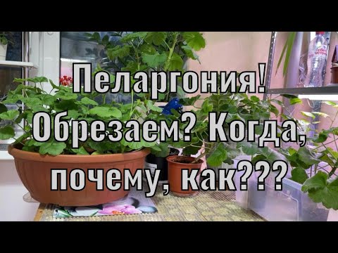 Пеларгония ОСЕНЬЮ! Обрезать или нет? Почему?