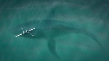 Megalodon Sightings That PROVE It Exists - Part 3