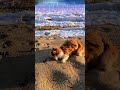 Cat'n Sampson getting wild on a beach