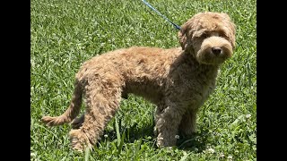 Puppy Cut with Clippers 1'   SD 480p by Royal Diamond Labradoodles 146 views 10 months ago 13 minutes, 36 seconds