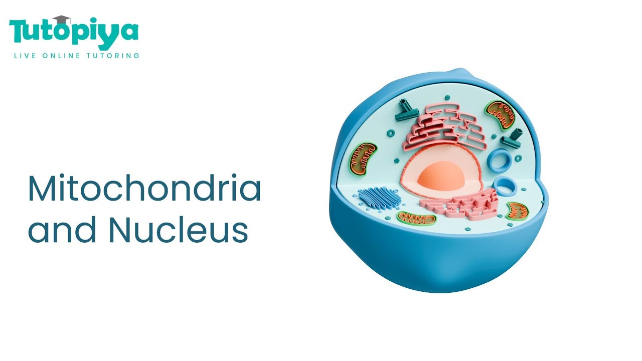 Mitochondria & Nucleus | Cell Structure & Functions Explained | IGCSE & A Level Biology