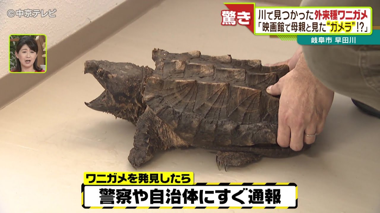 An invasive alligator snapping turtle found in a river: 