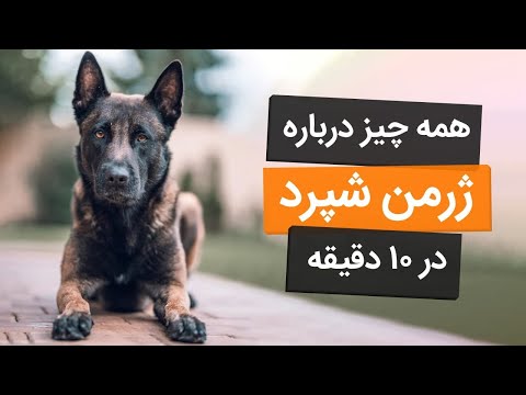 تصویری: چگونه می توانم بفهمم که ژرمن شپرد من باردار است؟