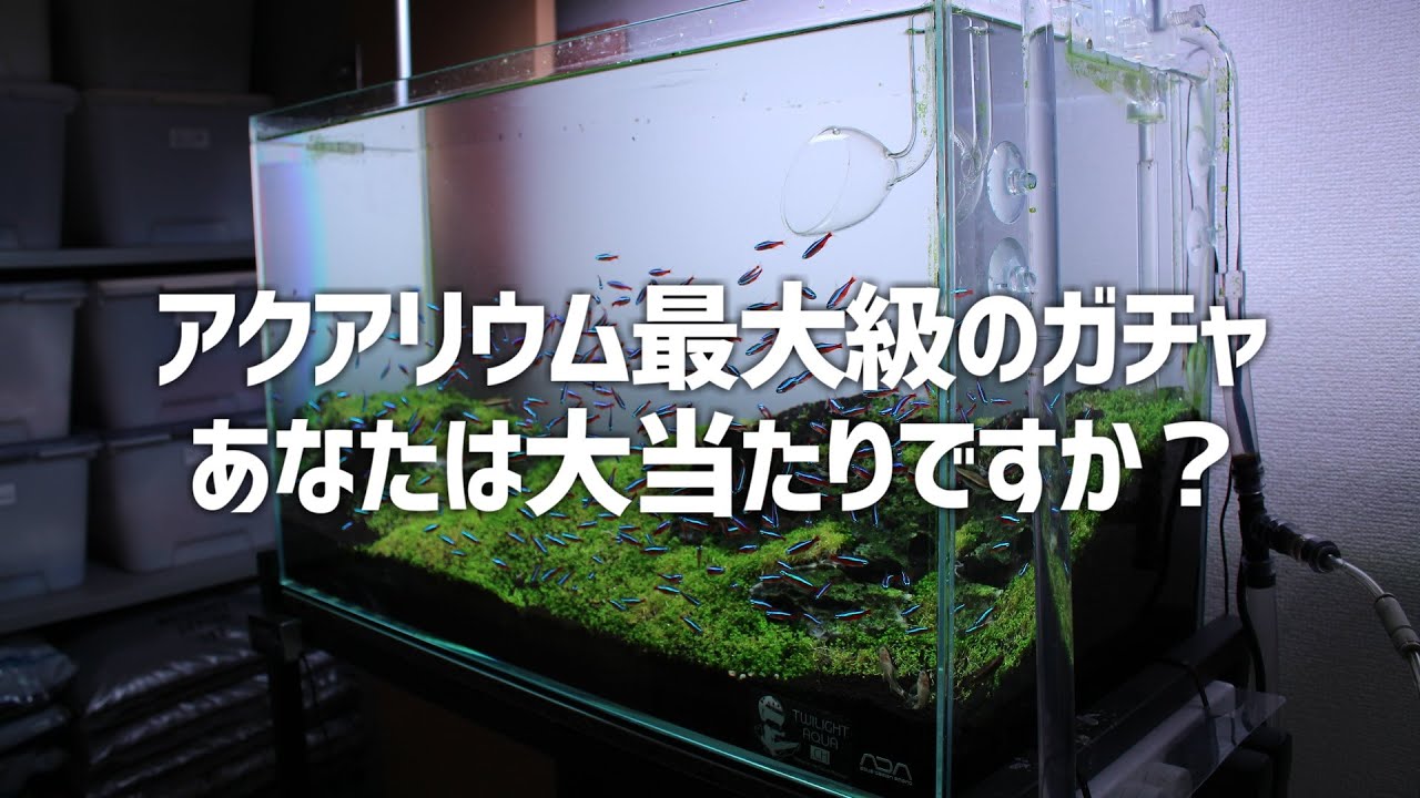 いつの間にか引かされてるアクアリウム人生最大級にヤバイガチャ。#518【アクアリウム】