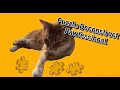 Puzzle Deconstruction The Pawfessional Puzzle Jigsaw Jigsawpuzzle mp3