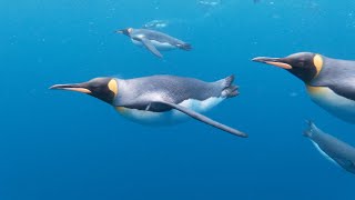 The BEST King Penguin underwater spectacle ever!