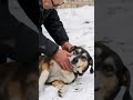 إزالة السموم من الجسم في سطج مثلج Shortvideo Sealisland Animals Wolf Wildanimals Wildlife Pig إزالة السموم من الجسم في سطج مثلج Shortvideo Sealisland Animals Wolf Wildanimals Wildlife Pig