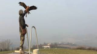 Nibbio Bruno Addestrato Ogni Volo È Una Emozione