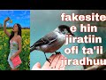 Fakesitee Hin Jiratin Ofii Ta Ii Jiradhuu Fakesitee Hin Jiratin Ofii Ta Ii Jiradhuu