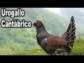 El Urogallo Cantábrico