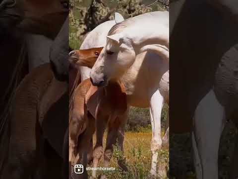 A MOTHER &