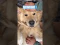 Are you #mrbeast or #ronaldo ? ❤️ #mrbeastshorts #ronaldofans #shorts #viral #dogs #viraldog #fyp
