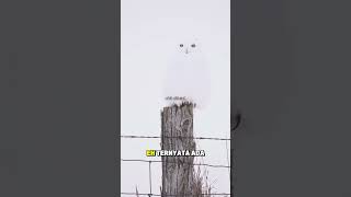 Snow Owl Muncul! Bulu Putihnya Bikin Kaget 🤍🦉#shorts #lucu #viral #shortvideo